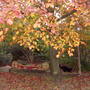 autumn 2