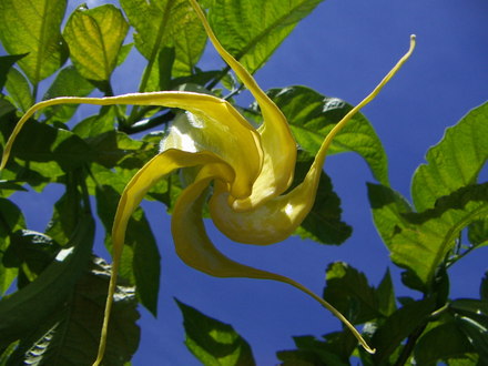 Brugmansia