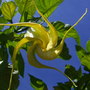 Brugmansia