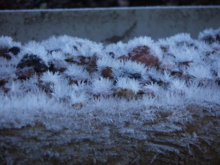 frozen bark