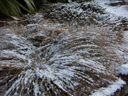 Carex comans 'Bronze'