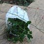 Plants for my wreath
