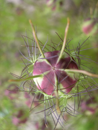A garden flower photo