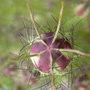 A garden flower photo