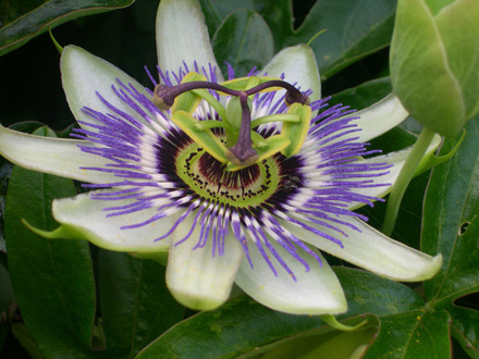 passion_flower1_2.jpg