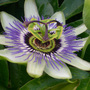Passion_flower1_2