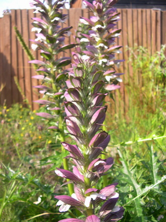acanthus_mollis_2.jpg (Acanthus spinosus (Bear's breeches))