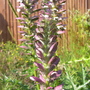 acanthus_mollis_2.jpg (Acanthus spinosus (Bear's breeches))