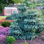 Abies pinsapo 'Horstmann' (Abies pinsapo)