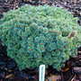 Abies koreana 'Blauer Eskimo' (Abies koreana)