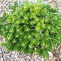 Abies nordmanniana ssp. Equi-trogani 'Barney' (Abies nordmanniana)