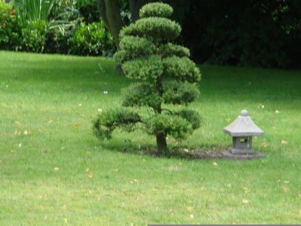 A garden flower photo