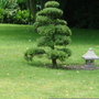 A garden flower photo