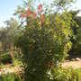 Photinia Red Robin