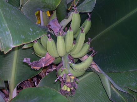 Bananas