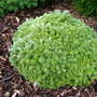 Abies koreana 'Silberperl' (Abies koreana)