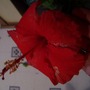 HIBISCUS (HIBISCUS?)
