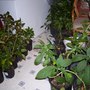 BRUGMANSIA CUTTINGS,HIBISCUS