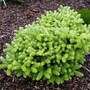Abies koreana 'Blinsham Gold' (Abies koreana)