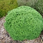 Abies koreana 'Cis' (Abies koreana)