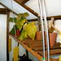 2007 Cuttings going down. (Begonia)