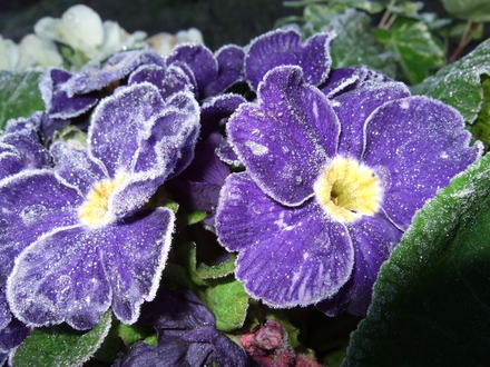 Frosty Primrose