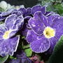 Frosty Primrose