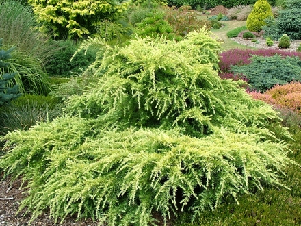 Cedrus deodara 'Golden Horizon' (Cedrus deodara)