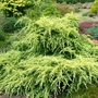 Cedrus_deodara_golden_horizon