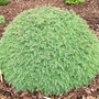 Cryptomeria_japonica_mushroom_2