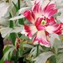tulip