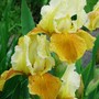 bearded iris (Iris germanica (Orris))