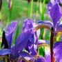 Siberian iris (Iris sibirica (Siberian iris))