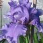 bearded iris (Iris germanica (Orris))