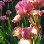 bearded iris (Iris germanica (Orris))