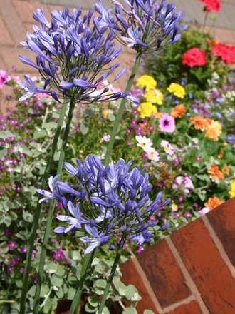 Agapanthus (Agapanthus praecox)