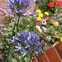 Agapanthus (Agapanthus praecox)