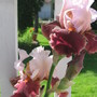 bearded iris (Iris germanica (Orris))