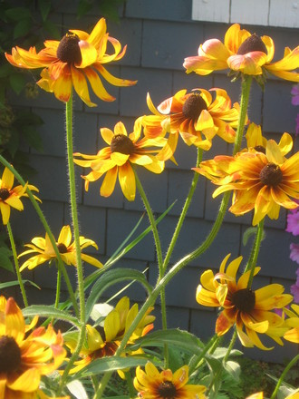 Blackeyed Susan (rudbeckia)