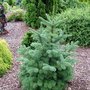 Abies lasiocarpa 'Mulligan's Dwarf' (Abies lasiocarpa (alpine fir))