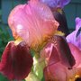 iris (Iris germanica (Orris))