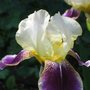 bearded iris (Iris germanica (Orris))