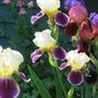 irises (Iris germanica (Orris))