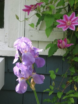 irises (Iris germanica (Orris))