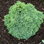 Picea_glauca__echiniformis_