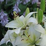 lily (lilium)