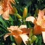 hemerocallis