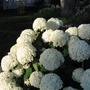 Hydrangea