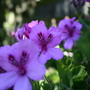 Geranium