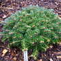 Abies koreana 'Nadelkissen' (Abies koreana)